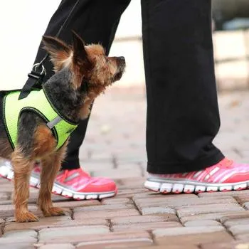 American River Dog Harness - Green