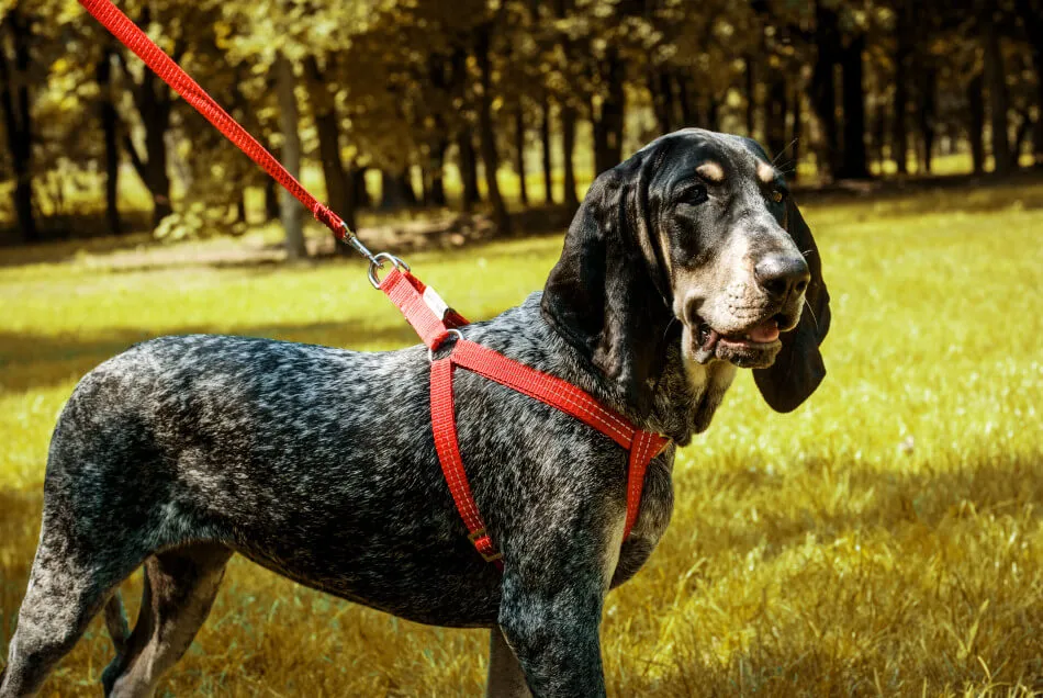 Bowl and Bone Active Yellow Dog Harness