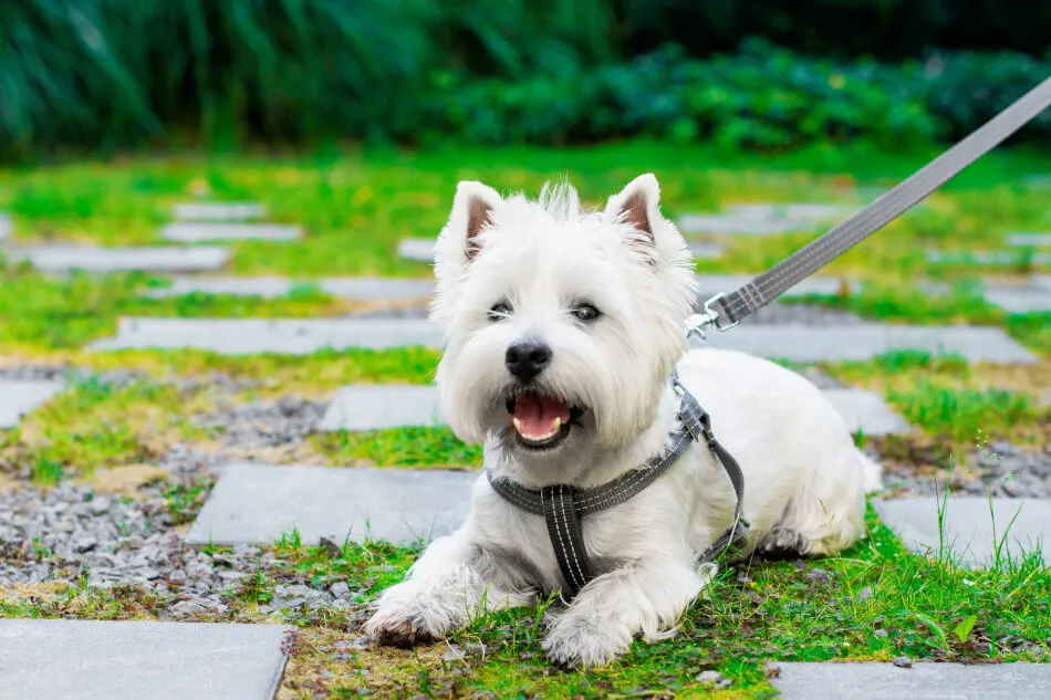 Bowl and Bone Active Yellow Dog Harness