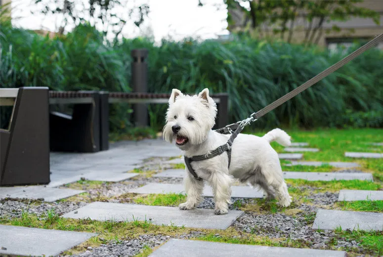 Bowl and Bone Active Yellow Dog Harness