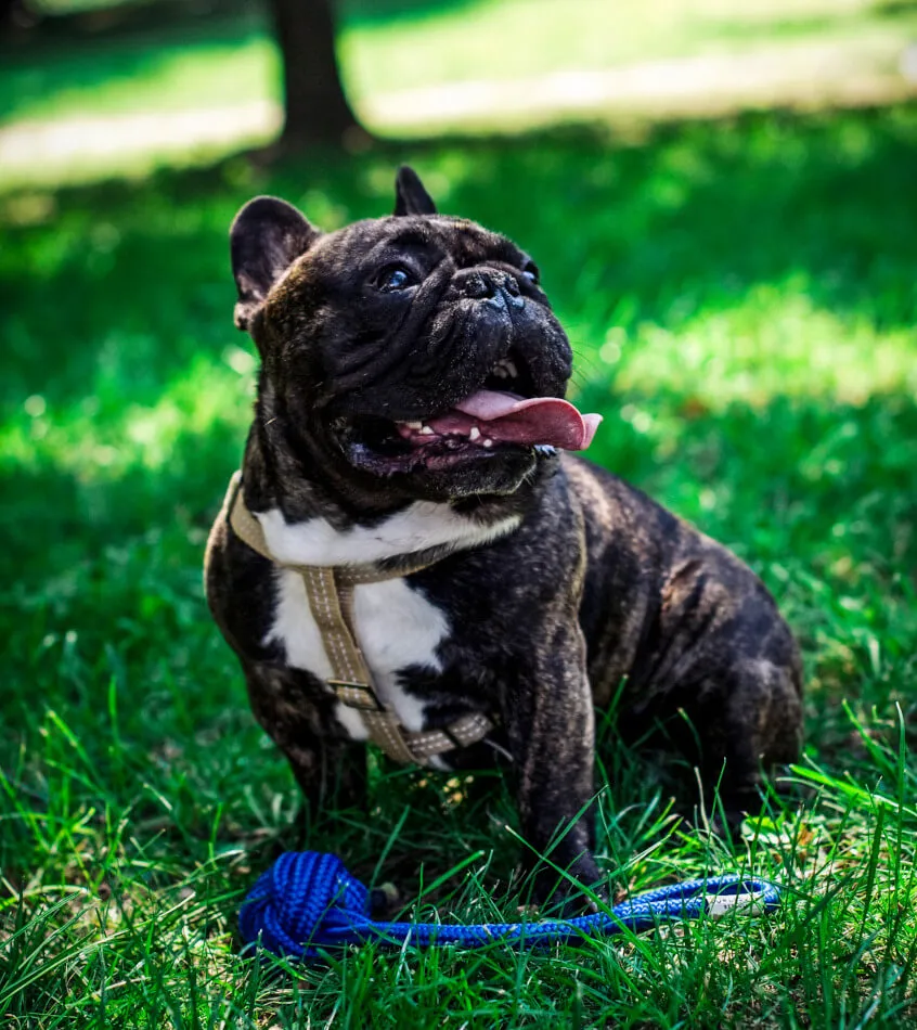 Bowl and Bone Active Yellow Dog Harness