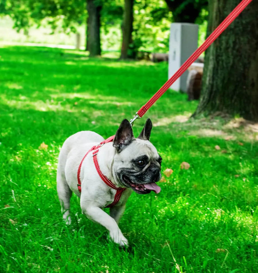 Bowl and Bone Active Yellow Dog Harness