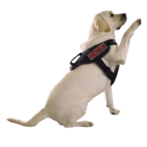 Dogline Removeable 3D Patches - Set of 2 "Do Not Pet"