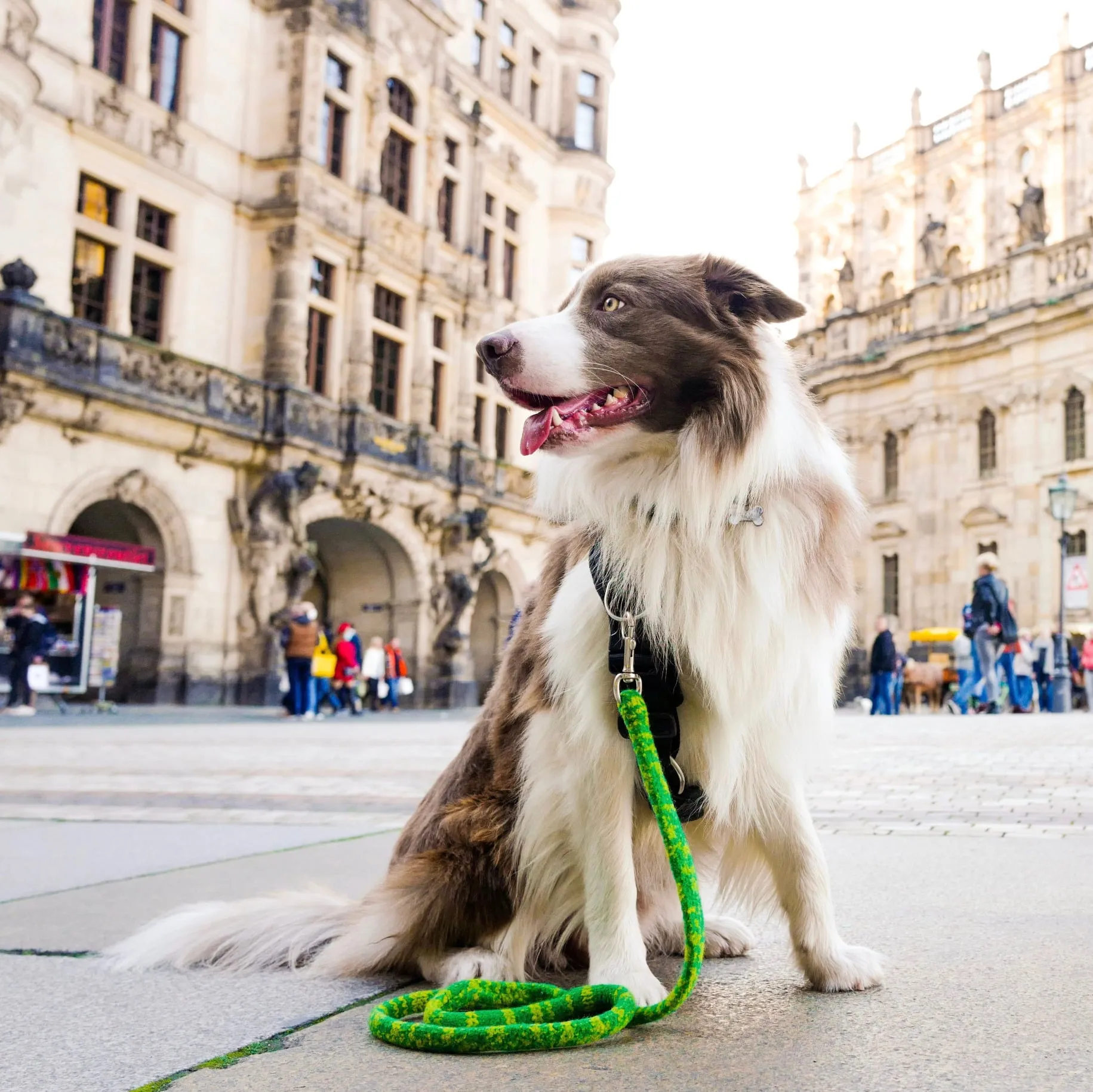 Gentle Leash for Comfort and Safety