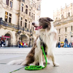 Gentle Leash for Comfort and Safety