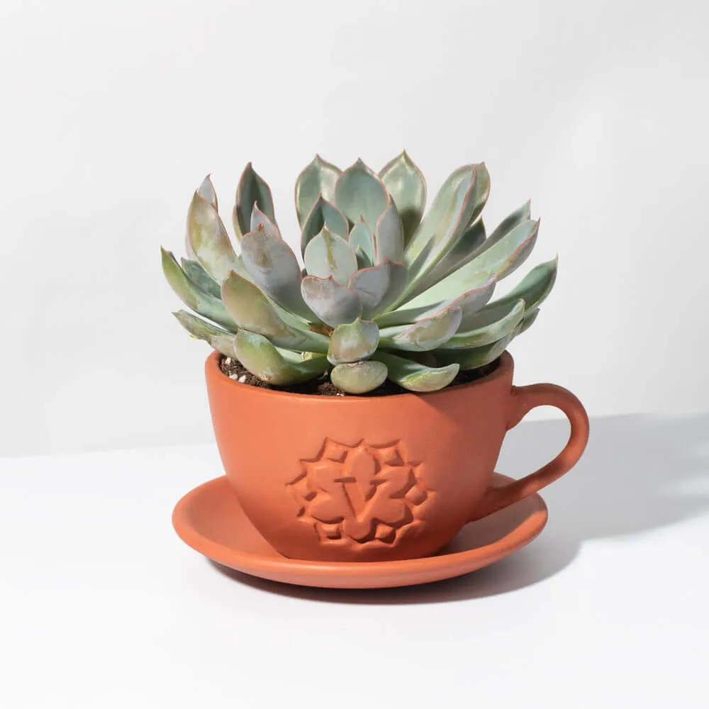 Growers Choice Mystery Succulent
