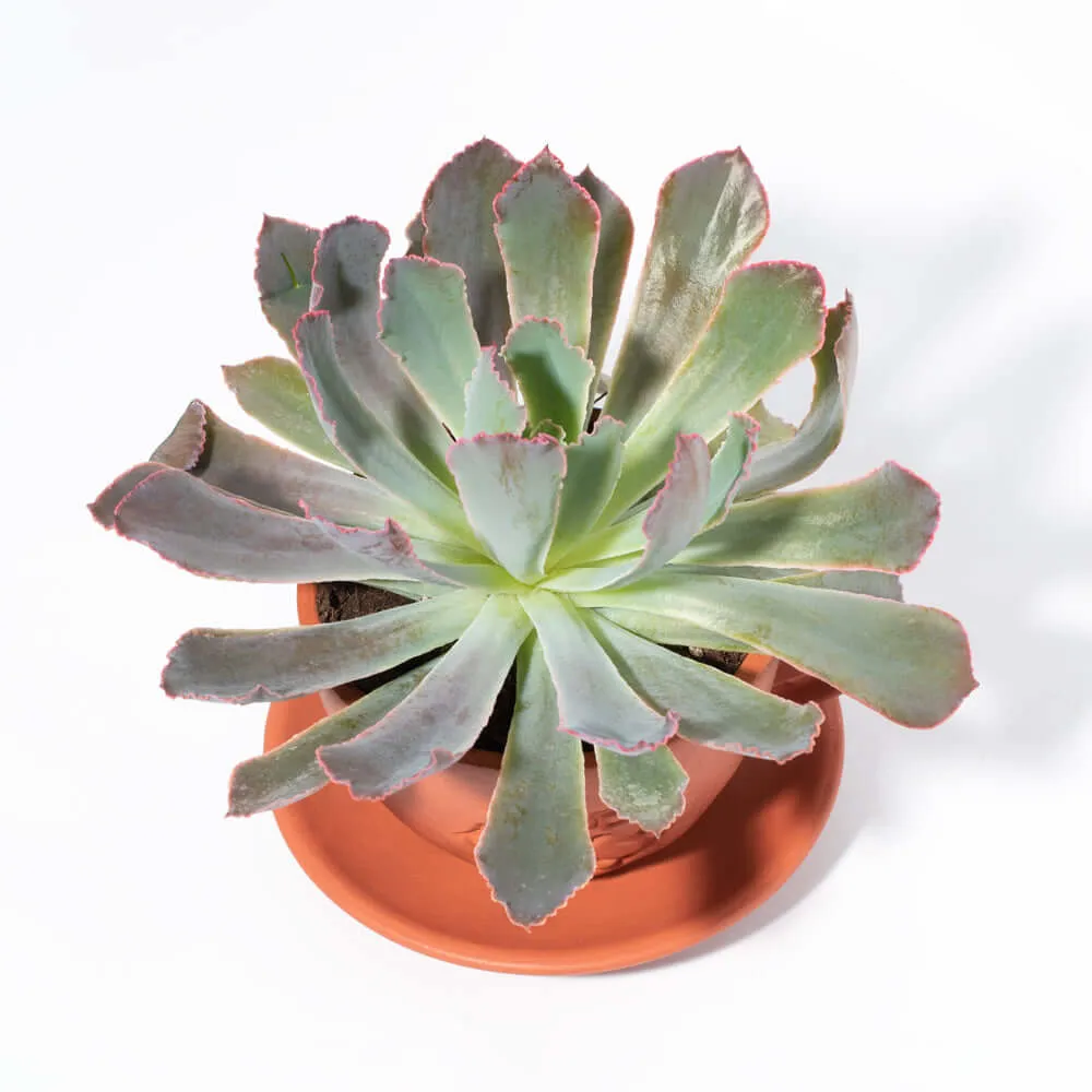 Growers Choice Mystery Succulent