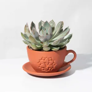 Growers Choice Mystery Succulent