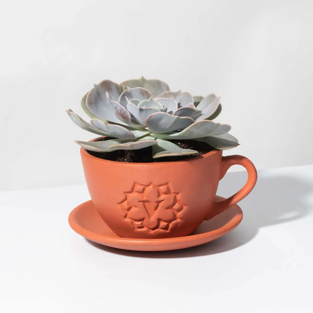 Growers Choice Mystery Succulent
