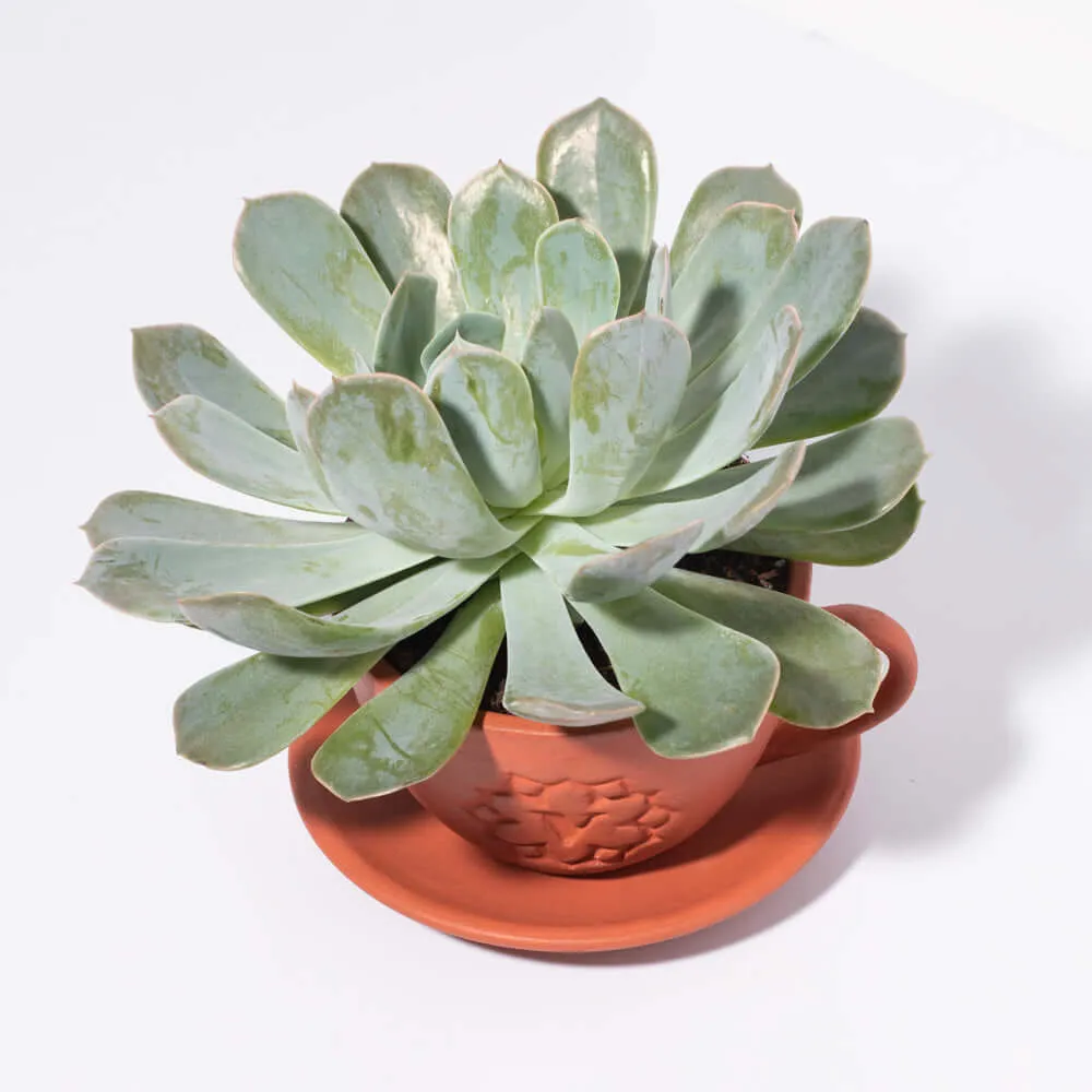 Growers Choice Mystery Succulent