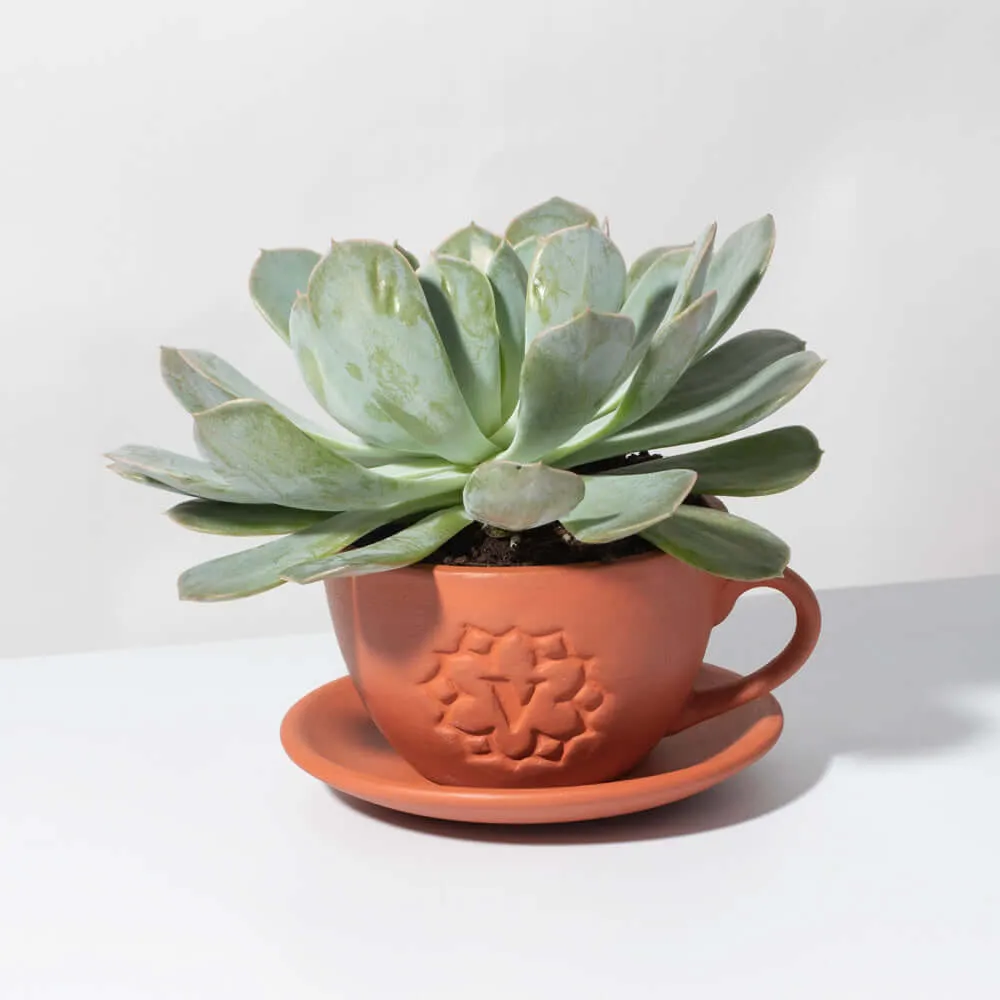 Growers Choice Mystery Succulent