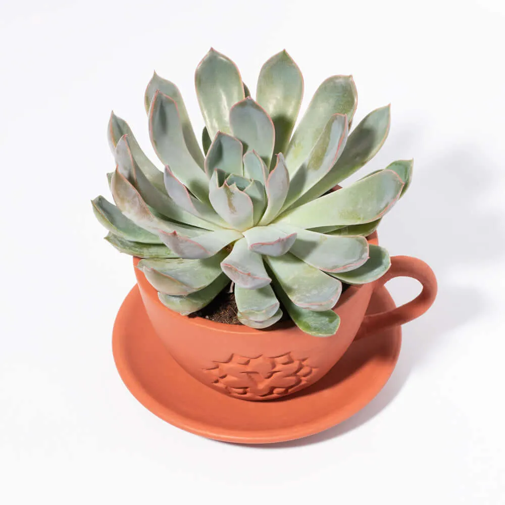 Growers Choice Mystery Succulent