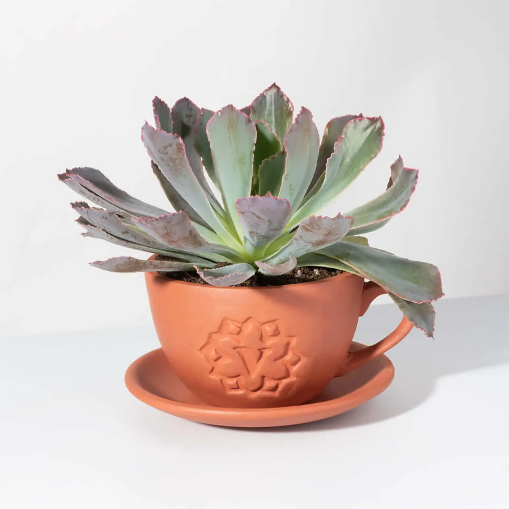 Growers Choice Mystery Succulent