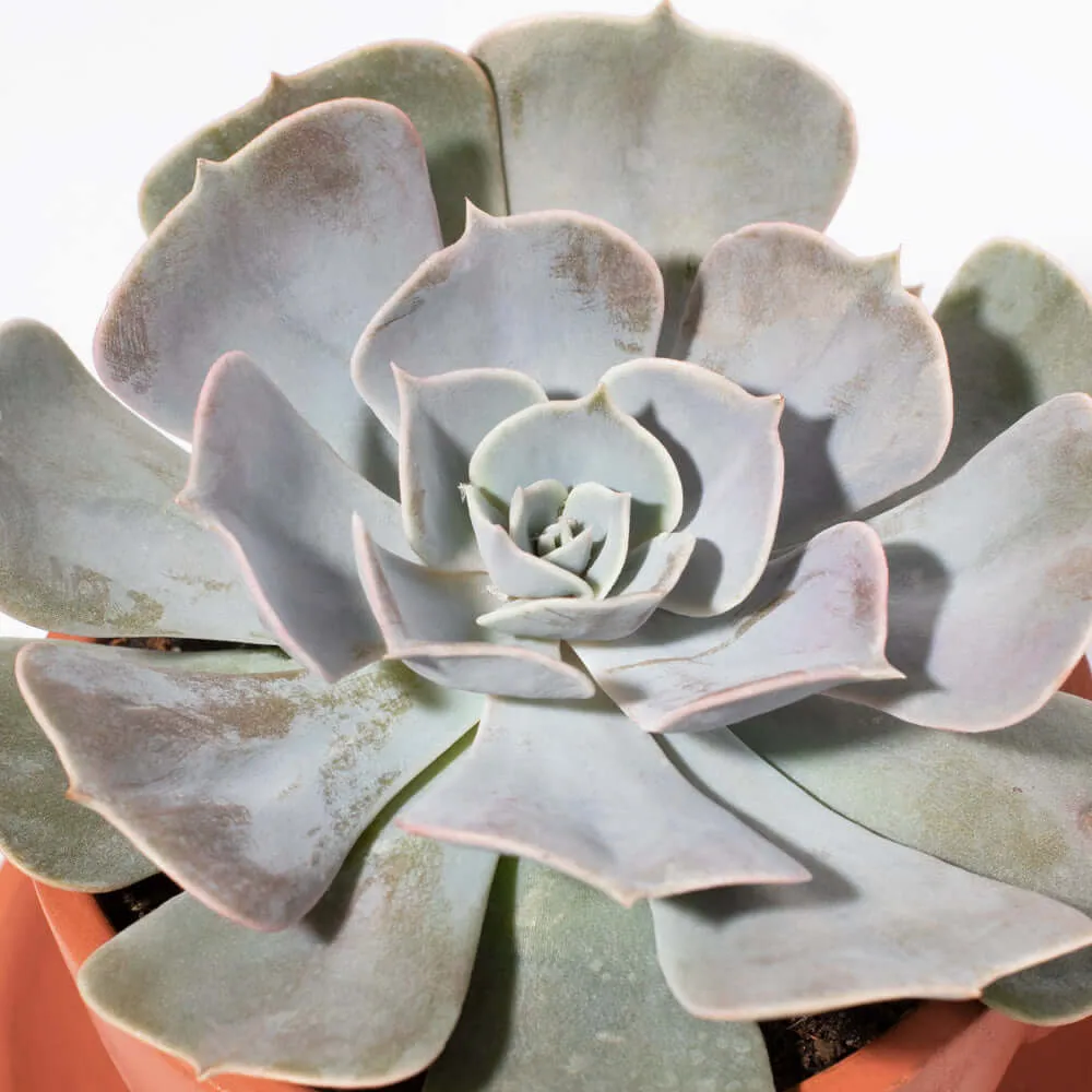 Growers Choice Mystery Succulent
