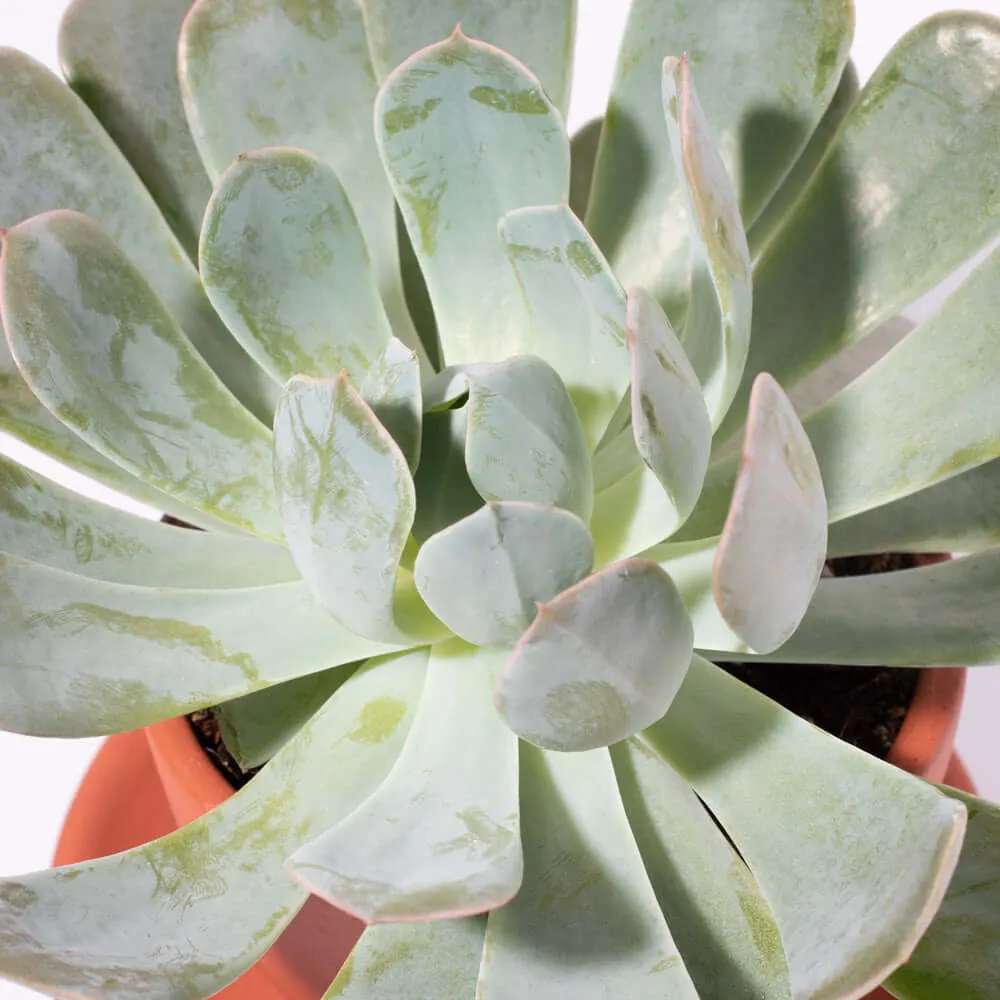 Growers Choice Mystery Succulent