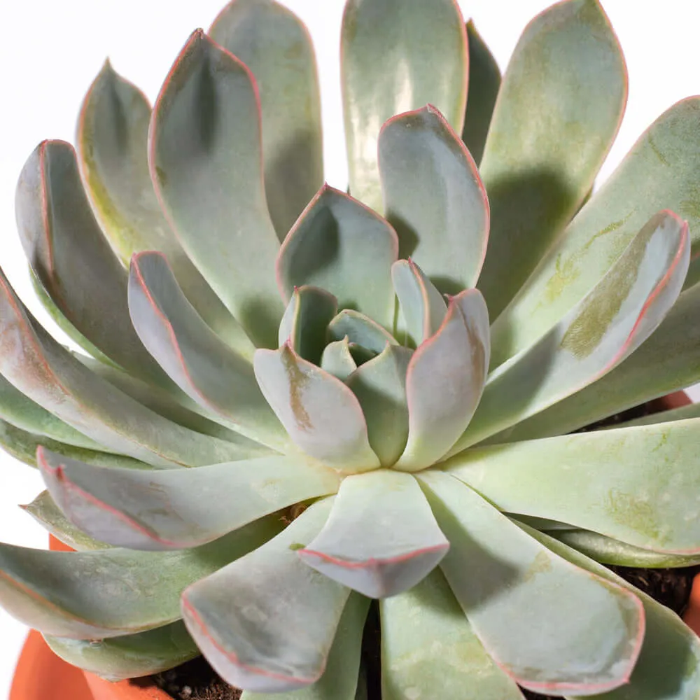 Growers Choice Mystery Succulent