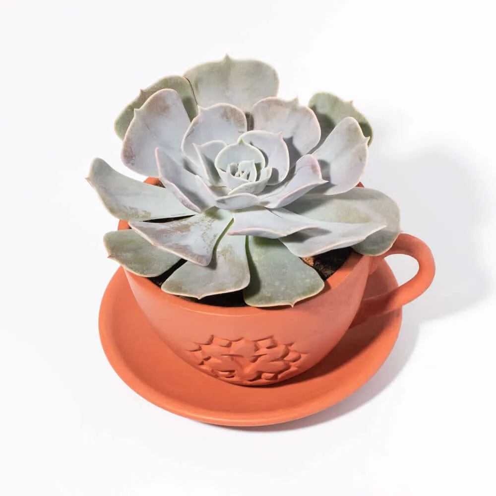 Growers Choice Mystery Succulent