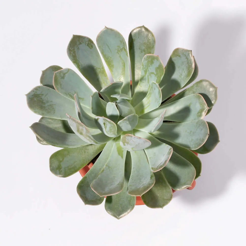 Growers Choice Mystery Succulent