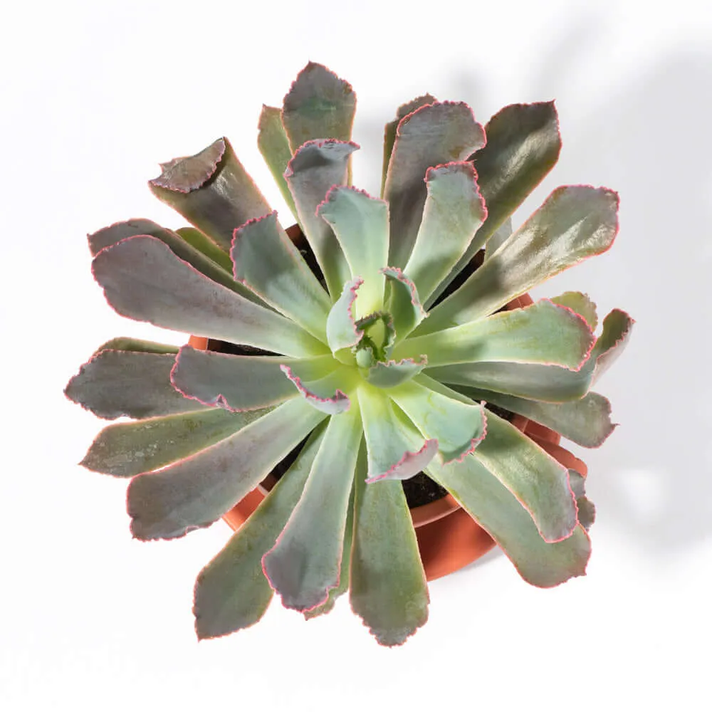 Growers Choice Mystery Succulent