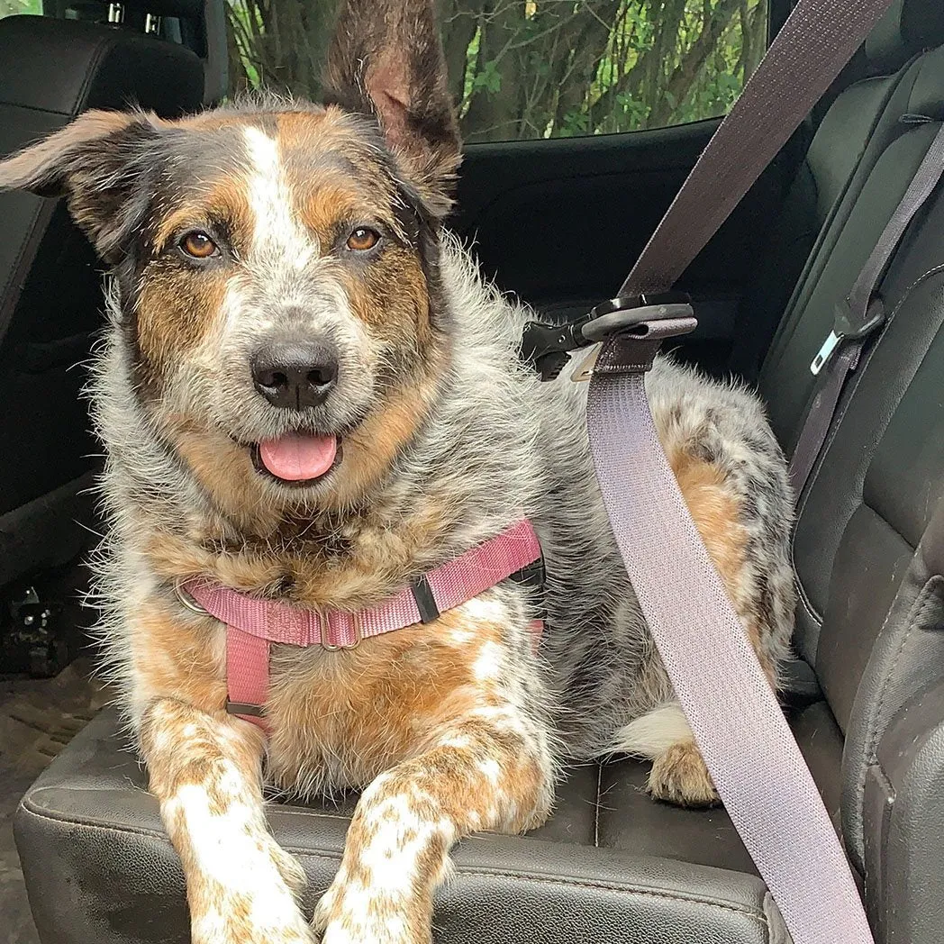 Muttluks - Seat Belt Clip