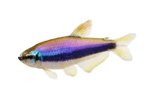 Purple Emperor Tetra