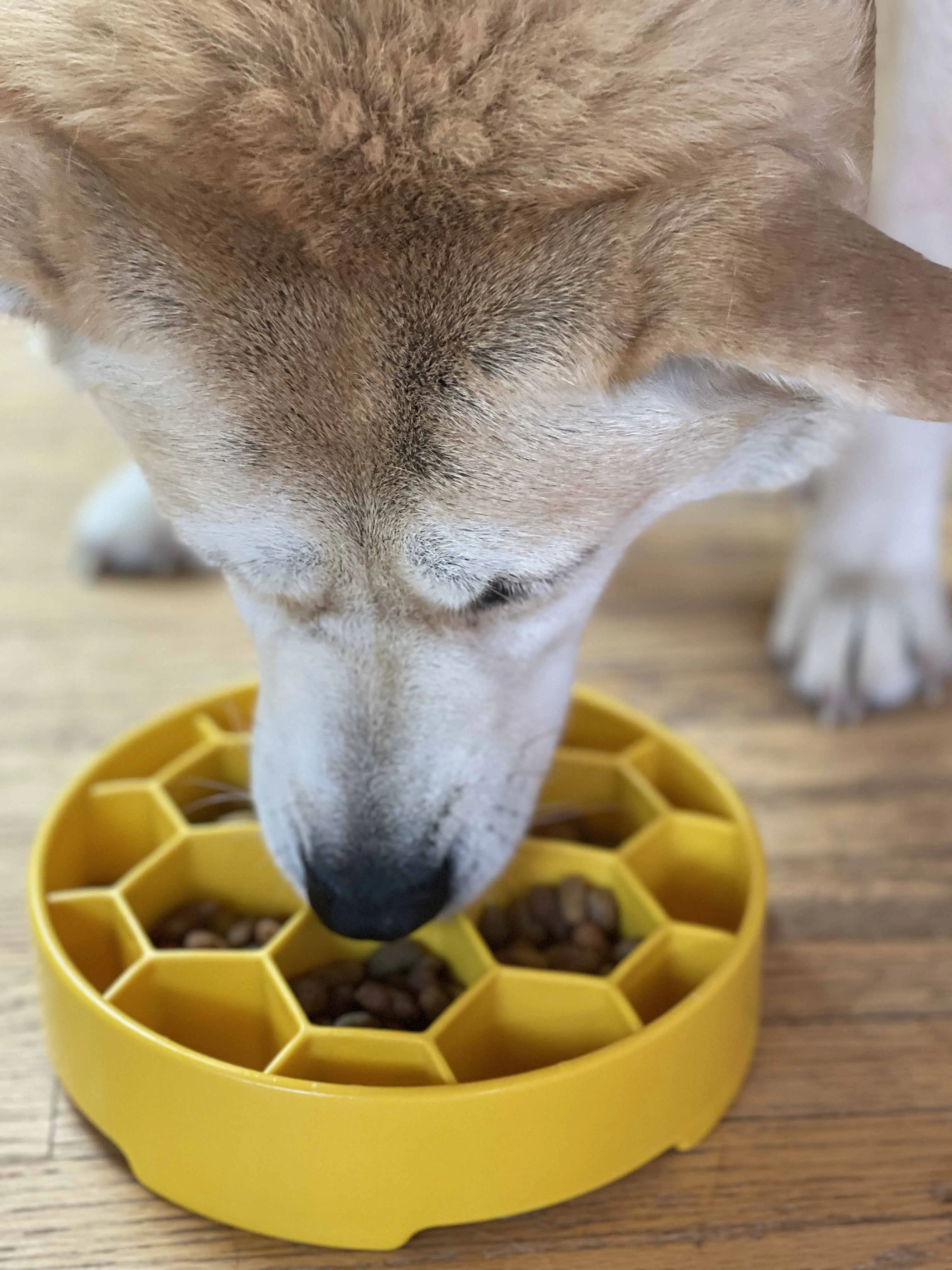 Slow Feeder Bowl | Honeycomb