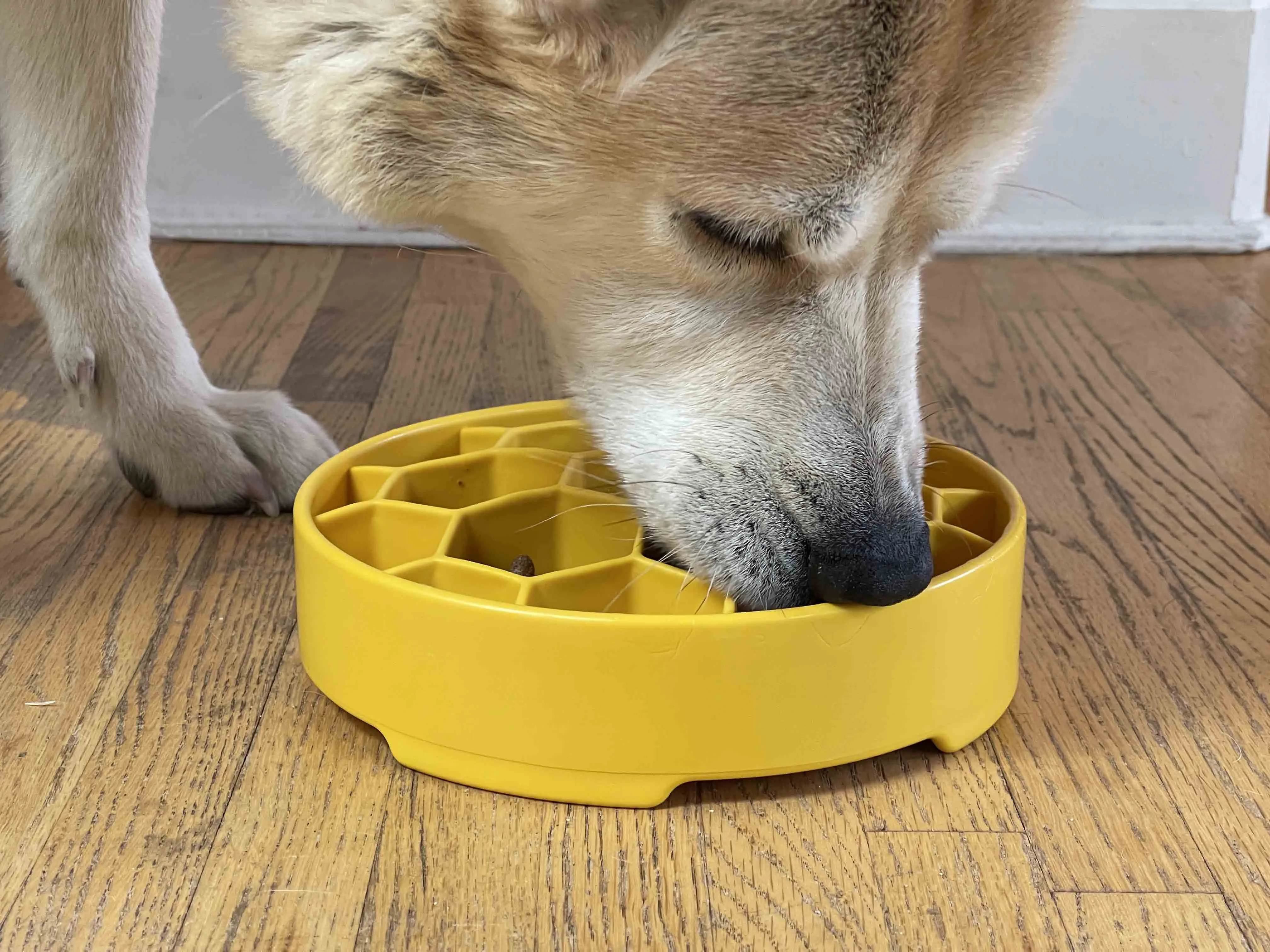 Slow Feeder Bowl | Honeycomb