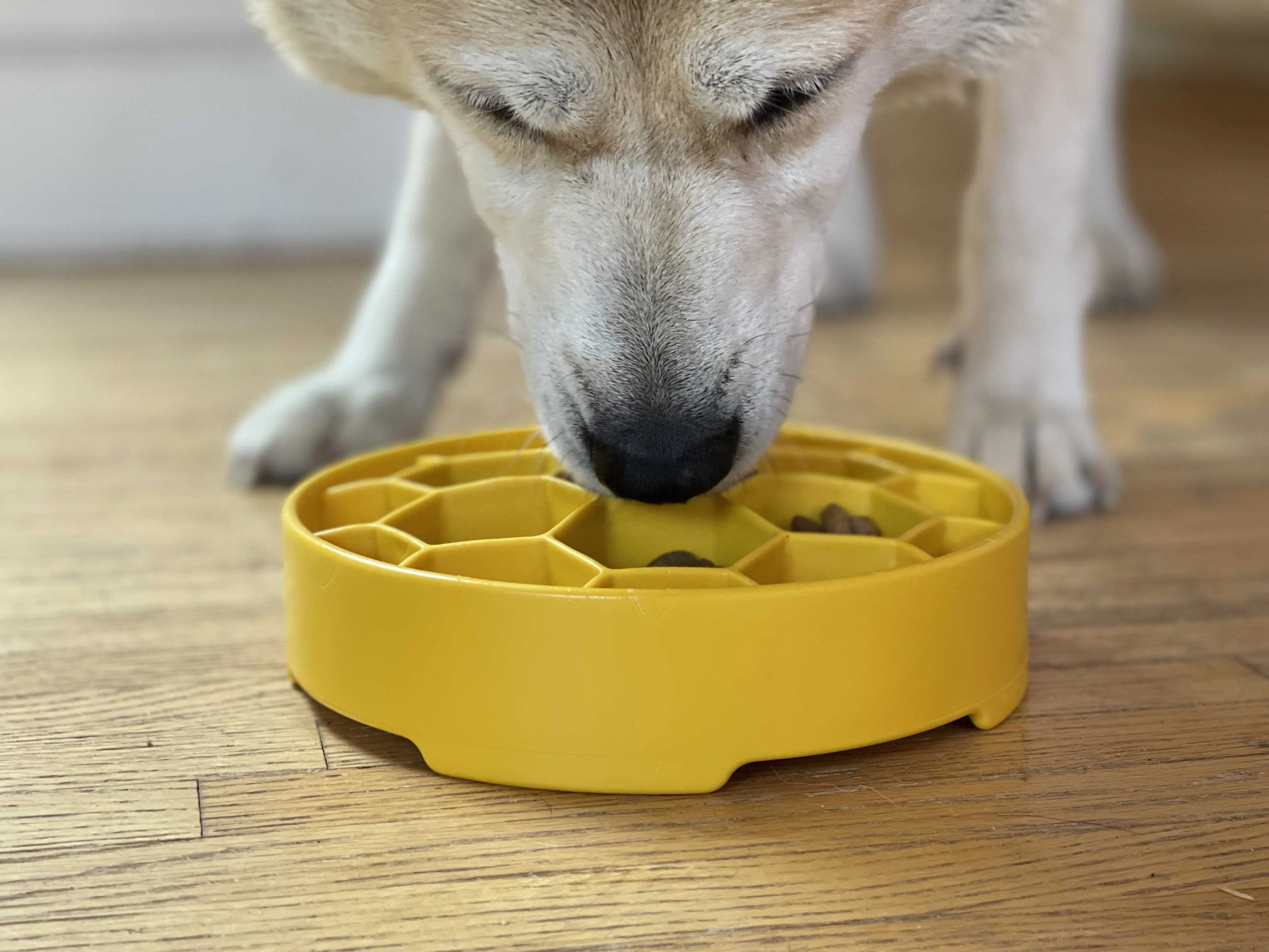Slow Feeder Bowl | Honeycomb
