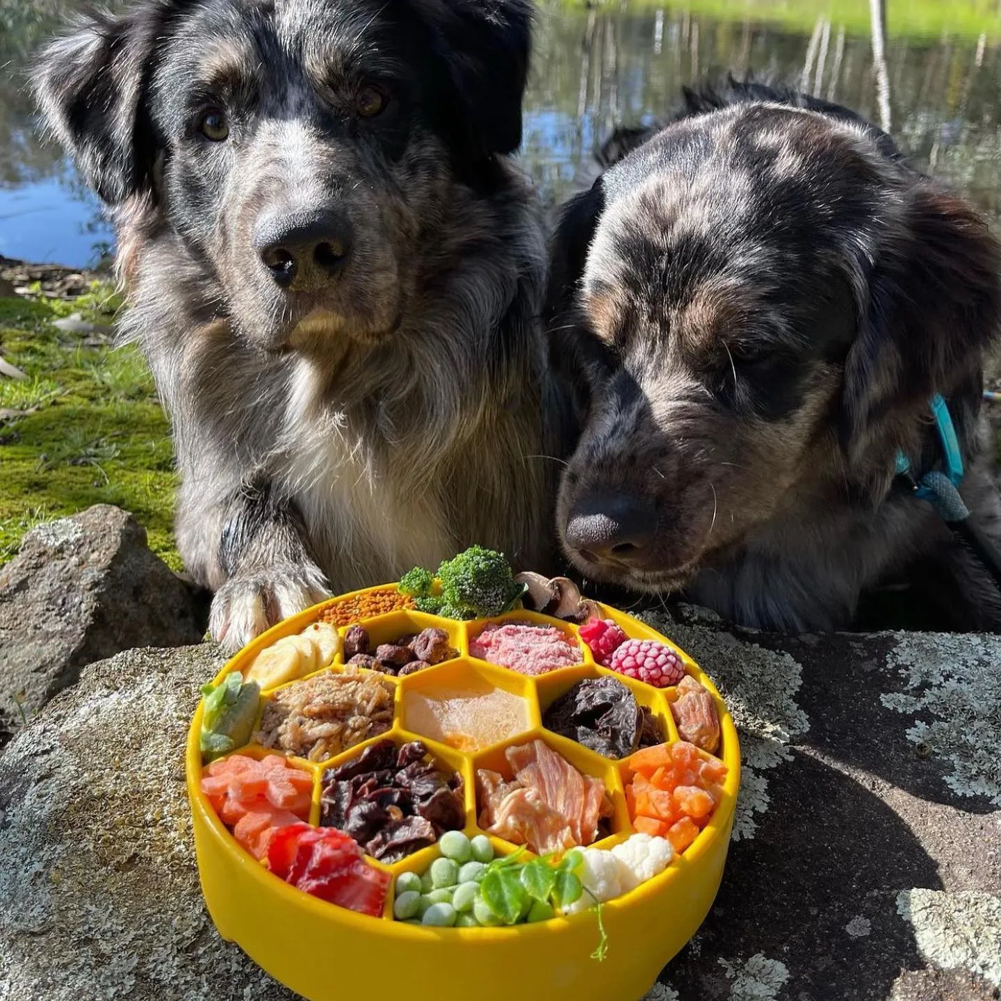 SP Honeycomb Slow Feeder Bowl