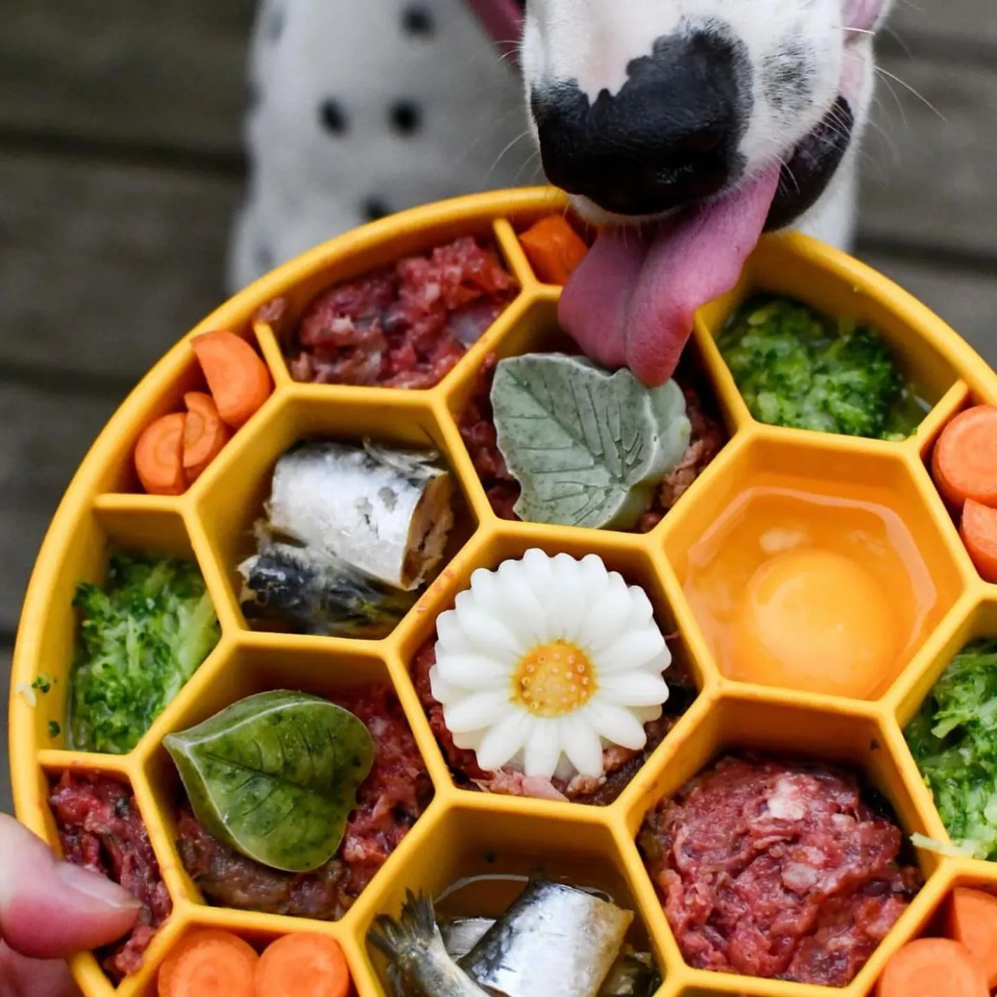SP Honeycomb Slow Feeder Bowl