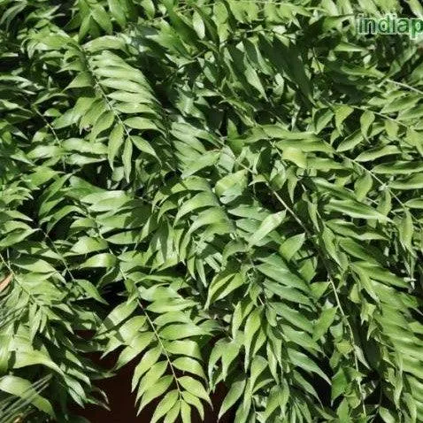 Stunning Zamia Fischeri Fern Plant - Perfect for Your Home or Garden