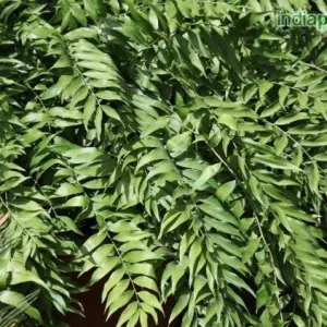 Stunning Zamia Fischeri Fern Plant - Perfect for Your Home or Garden