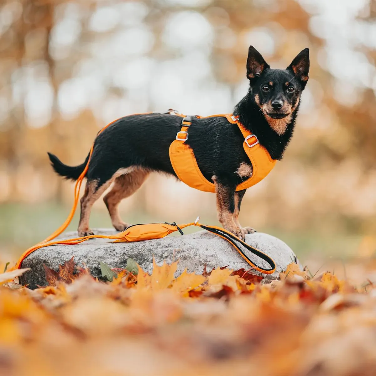 Visibility Dog Harness Orange