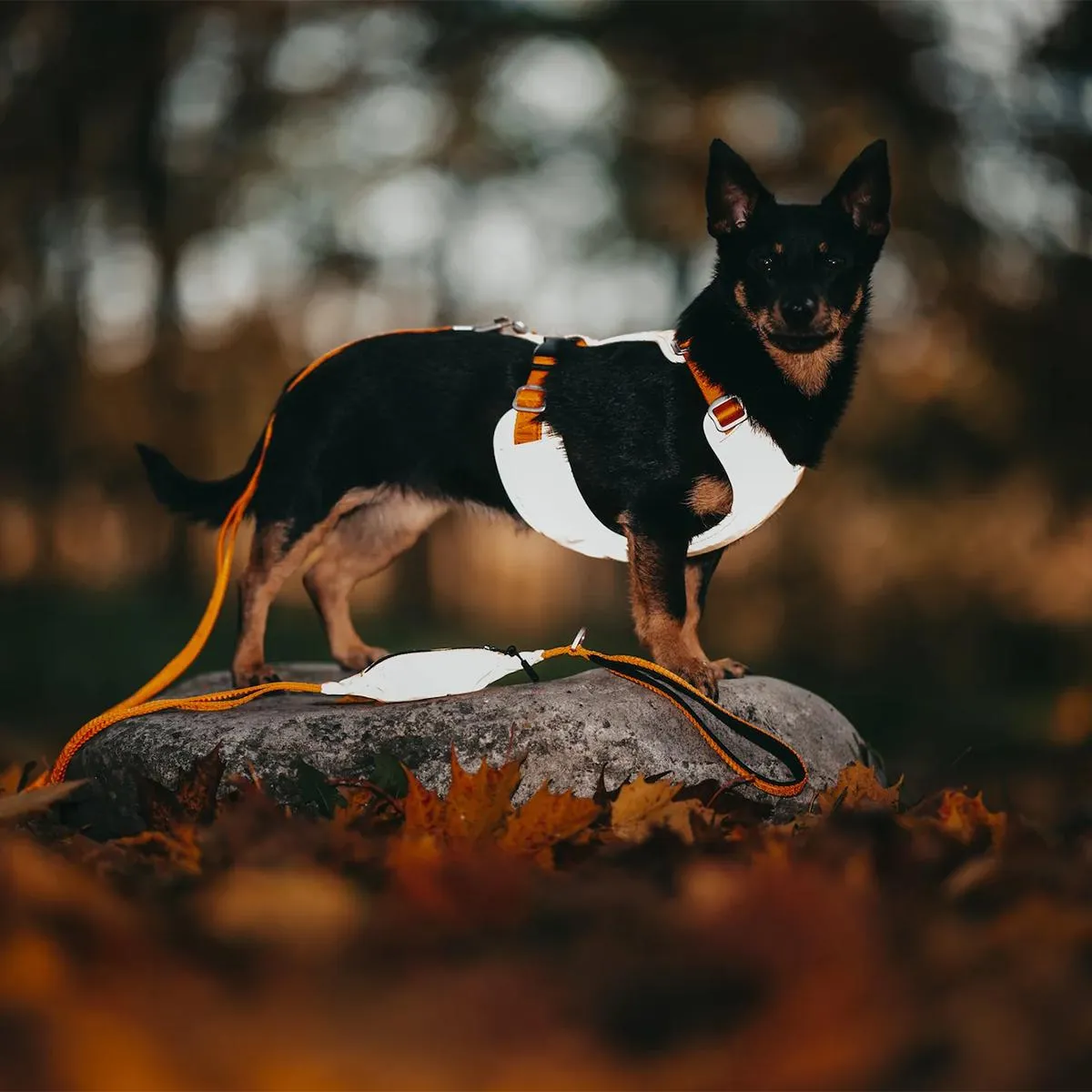 Visibility Dog Harness Orange