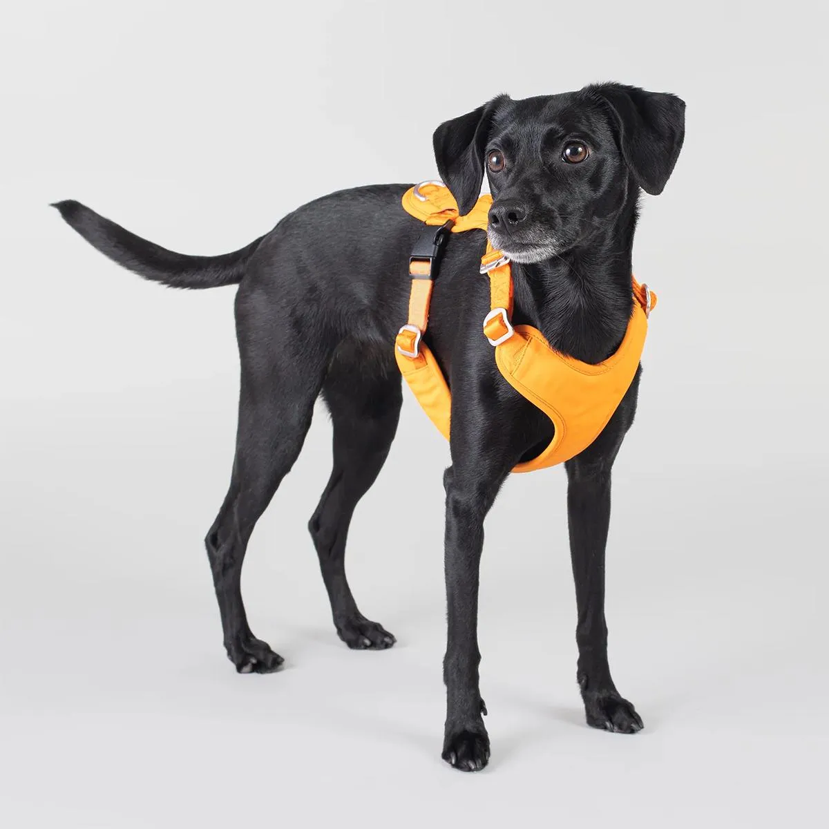 Visibility Dog Harness Orange